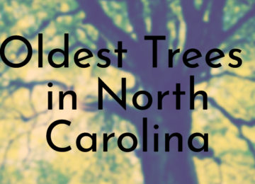 Oldest Trees in North Carolina