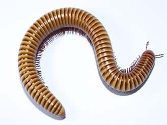 Millipedes