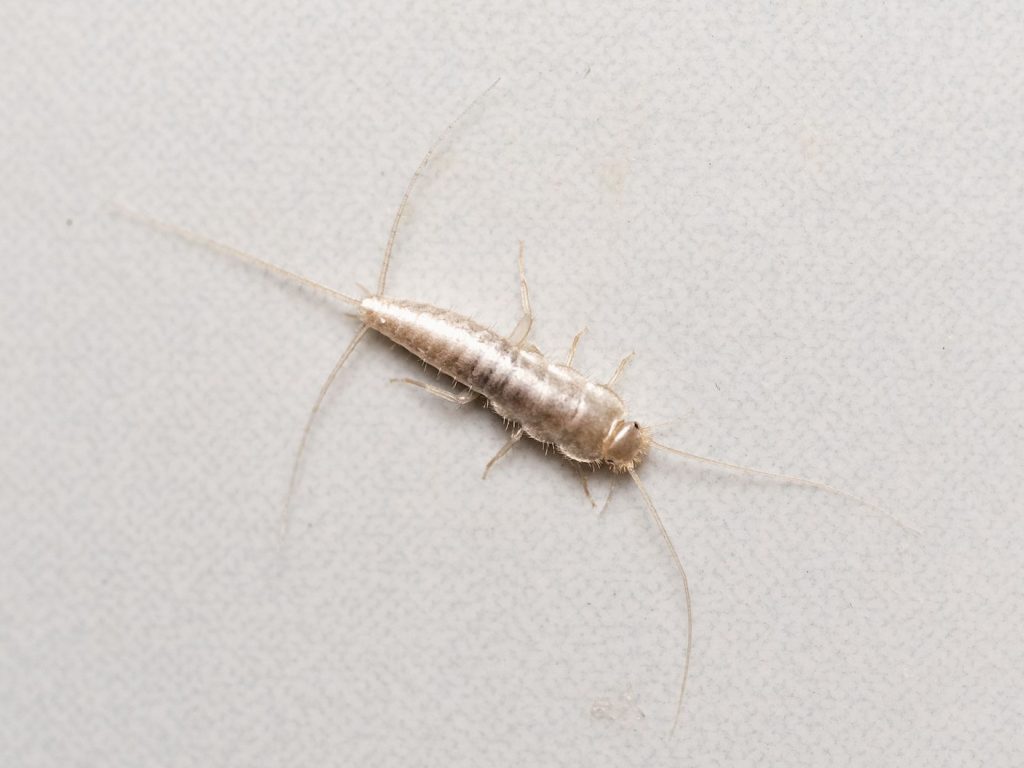 Silverfish