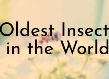 Oldest Insects in the World