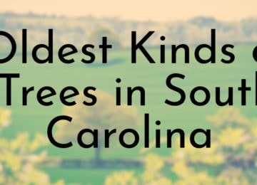 Oldest Kinds of Trees in South Carolina