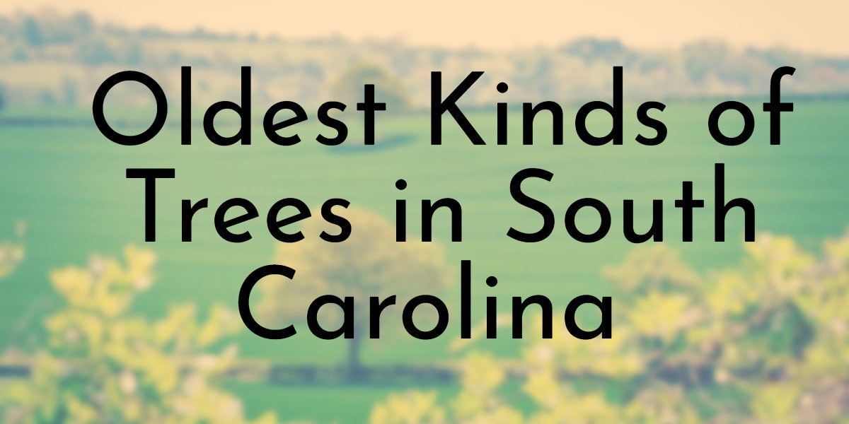 Oldest Kinds of Trees in South Carolina