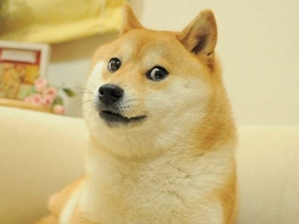 Oldest shop shiba inu
