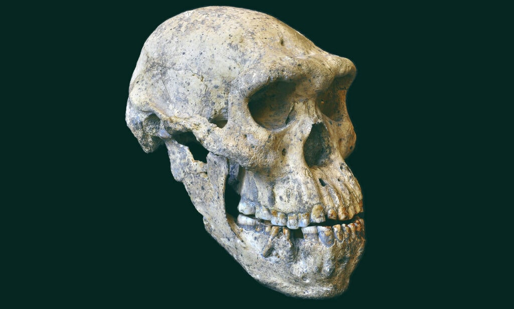 Dmanisi Skull 5