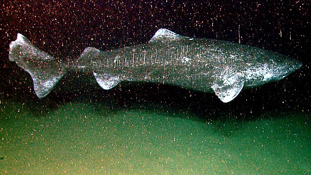 Greenland Shark