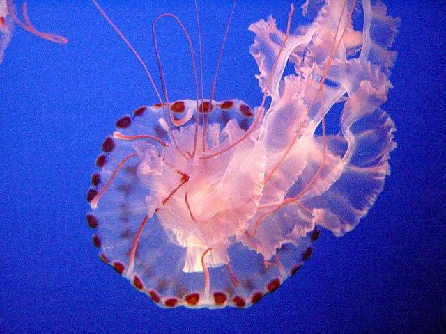 Jellyfish