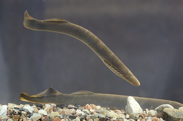 Lamprey