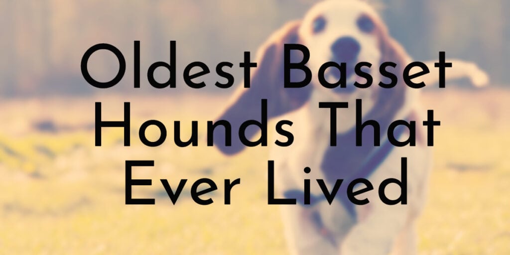 Oldest Basset Hounds That Ever Lived