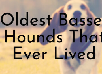 Oldest Basset Hounds That Ever Lived