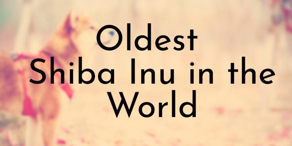 Oldest Shiba Inu in the World