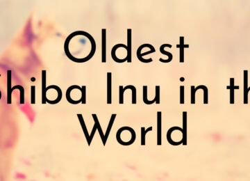 Oldest Shiba Inu in the World