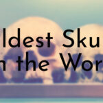 Oldest Skulls in the World