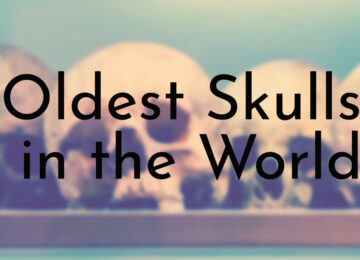 Oldest Skulls in the World