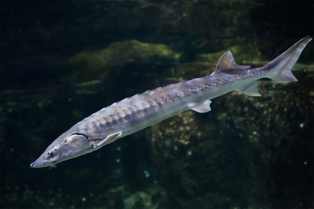 Sturgeon