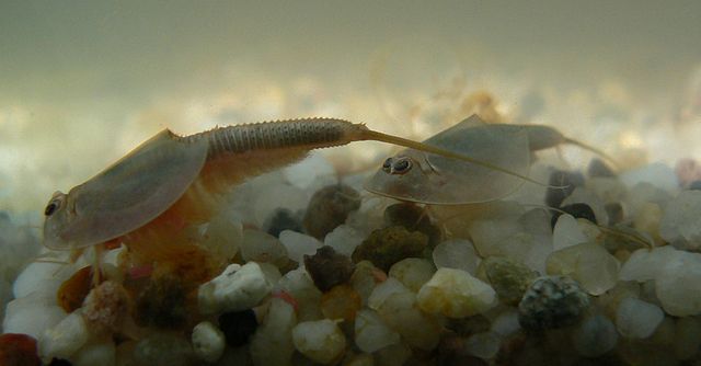 Tadpole Shrimp