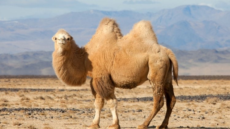 Bactrian Camel (two-humped)