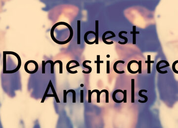 12 Oldest Domesticated Animals