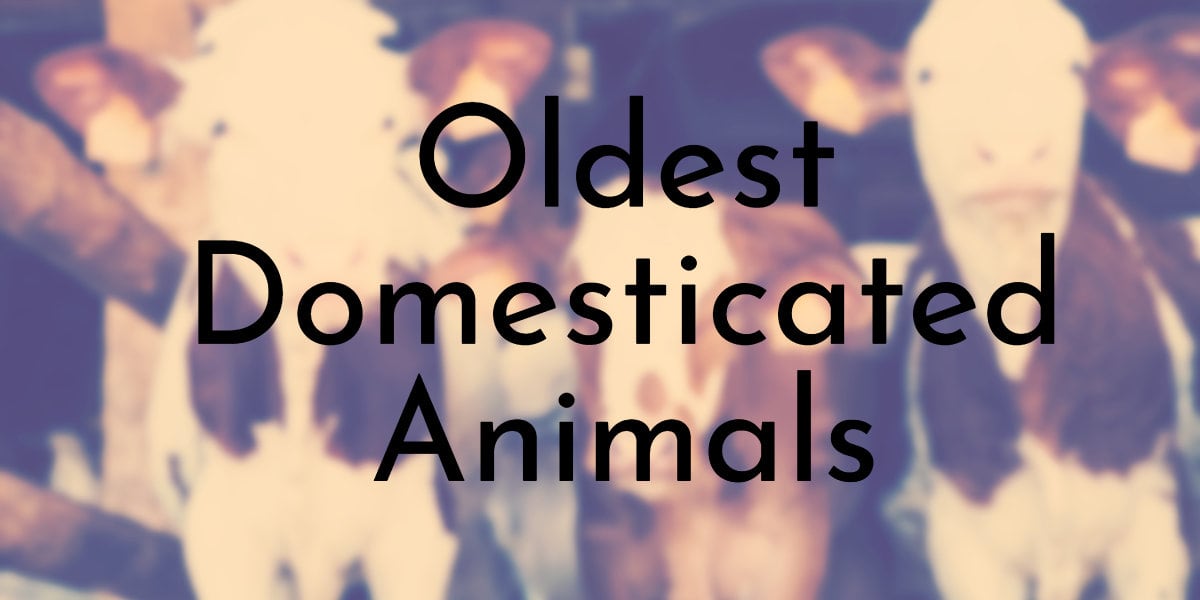 12 Oldest Domesticated Animals