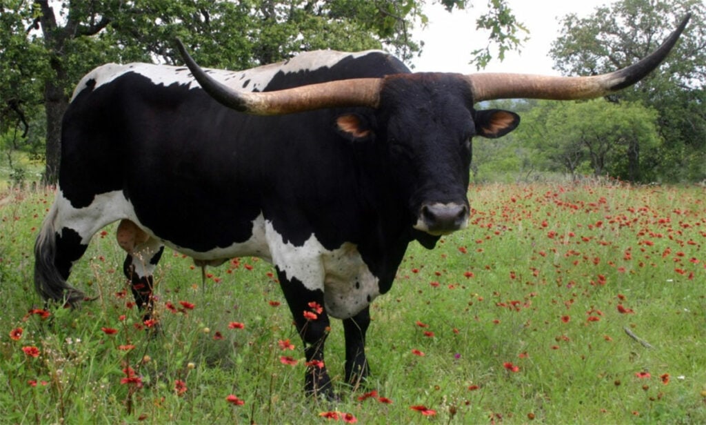 Cow