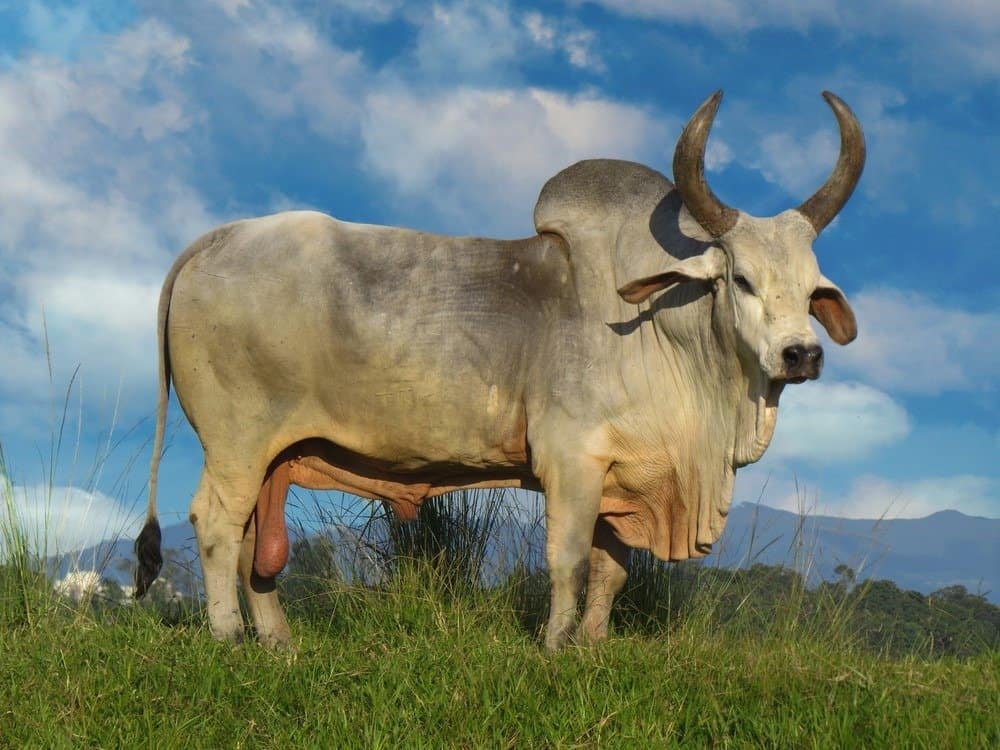 Zebu (Humped Cow)