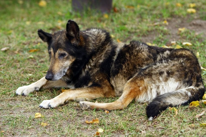 Unnamed Female German Shepherd