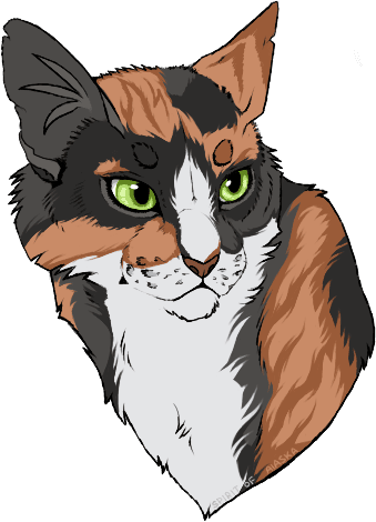 Top 10 Favorite Warrior Cats 