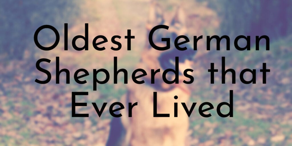 Oldest German Shepherds that Ever Lived