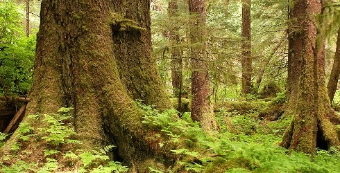 Tongass National Forest