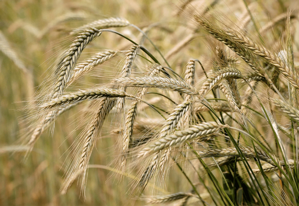 Barley