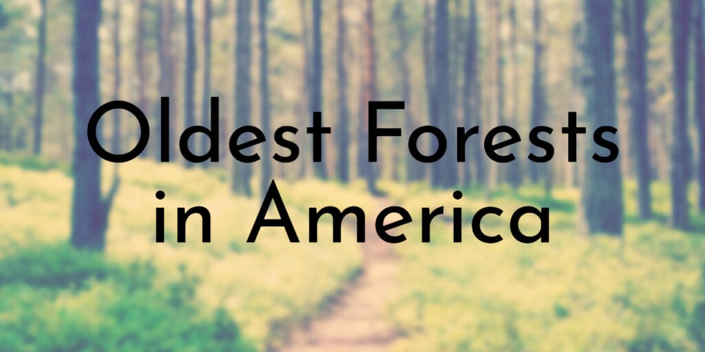Oldest Forests in America