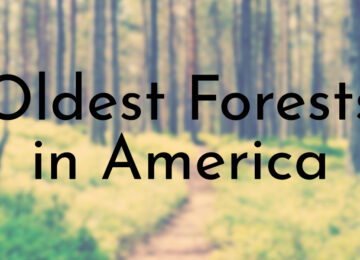 Oldest Forests in America