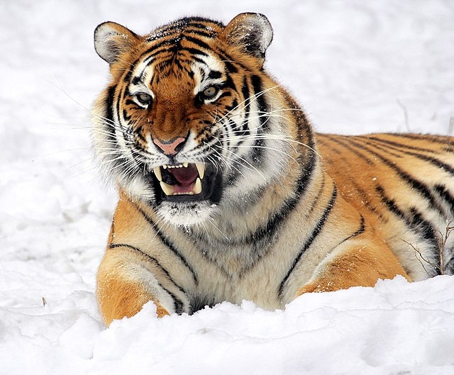 Baikal - The Resilient Amur Tiger