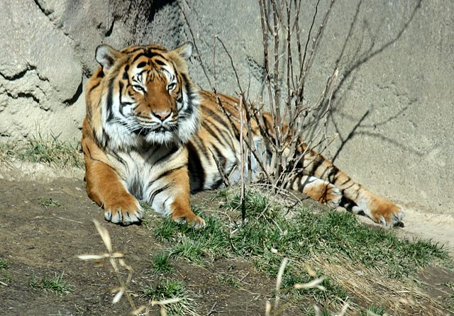 Putri - The Endangered Malayan Tiger