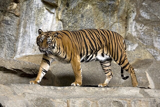 Siti - The Enduring Sumatran Tiger