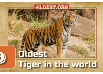 Oldest Tigers in the World