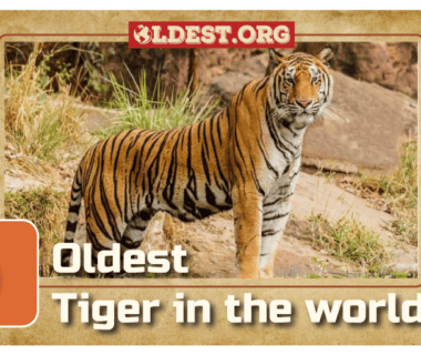 Oldest Tigers in the World