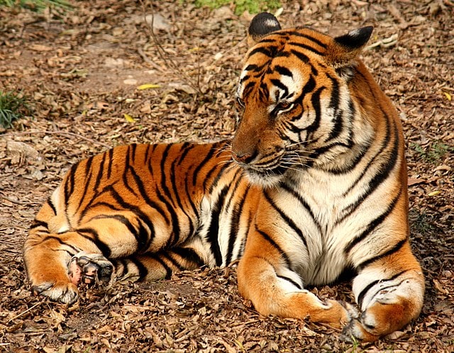 Wang - The Timeless South China Tiger
