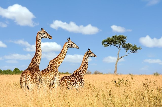 Oldest Giraffes in the World