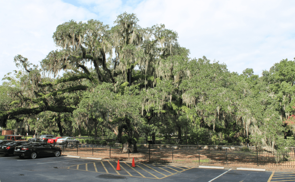 The Candler Oak