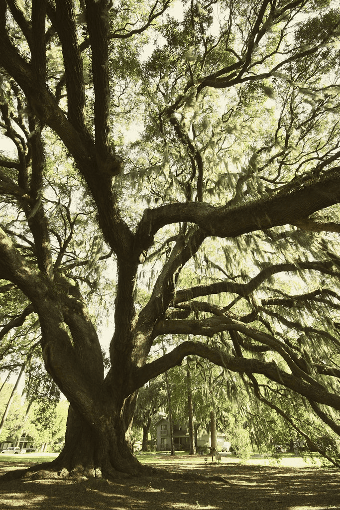The Majestic Oak