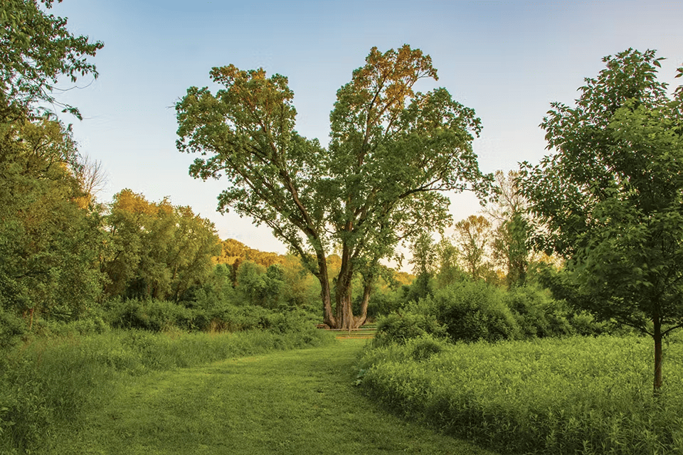 The Signal Tree