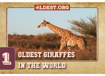 Timeless Giants Unveiling the Oldest Giraffes in the World