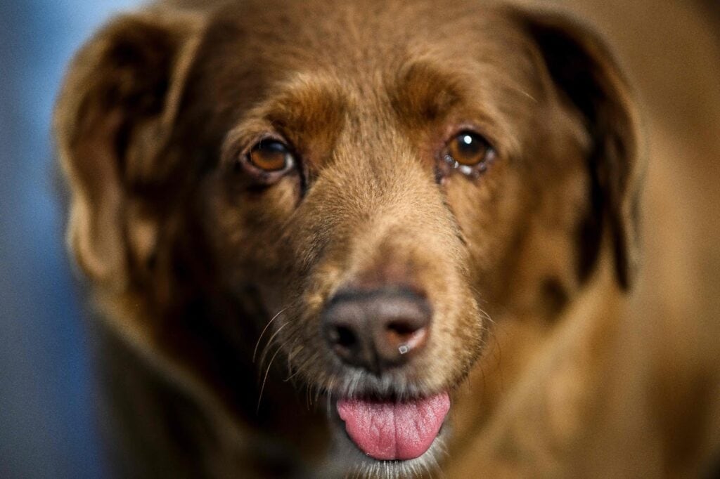 Oldest Living Dogs