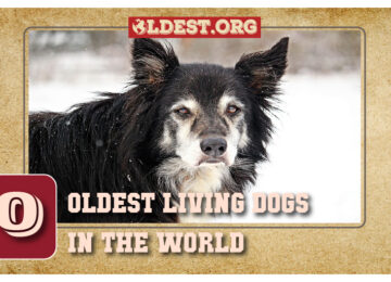 Oldest Living Dogs