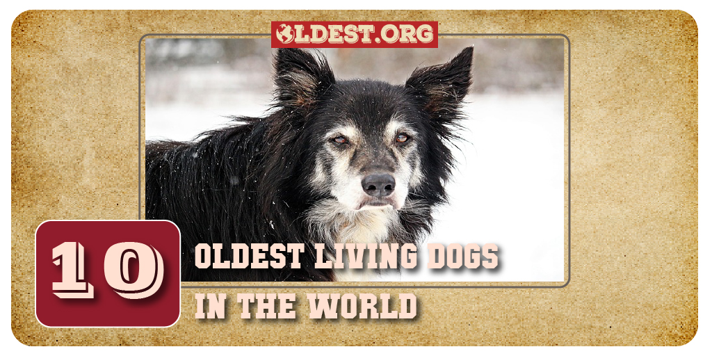 Oldest Living Dogs