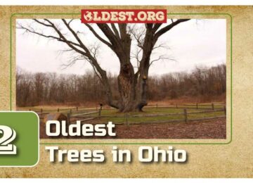Oldest Trees in Ohio
