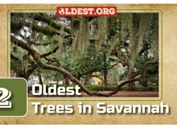 Oldest Trees in Savannah