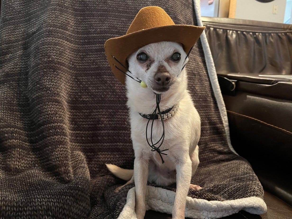 Oldest Living Dogs