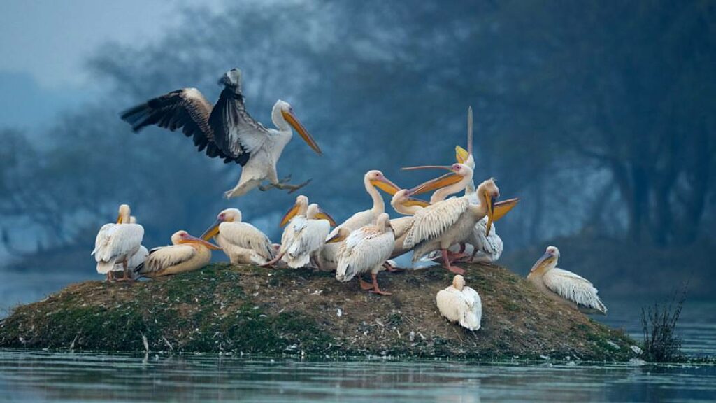 Keoladeo National Park