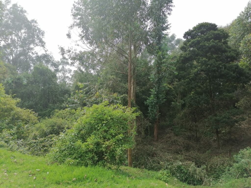 Mudumalai National Park